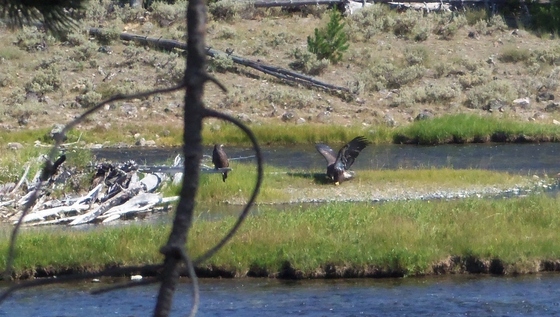 Yellowstone National Park