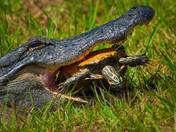 Okefenokee National Wildlife Refuge