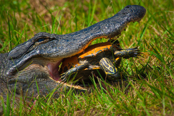Okefenokee National Wildlife Refuge