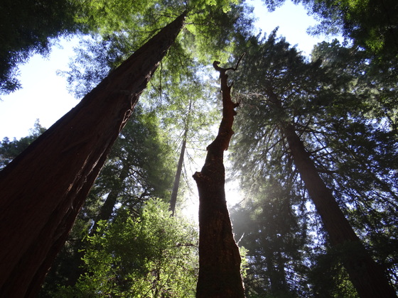 Muir Woods National Monument