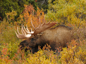 Denali National Park