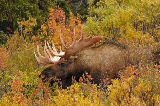 Denali National Park