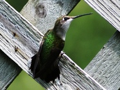 Ruby Throated Hummingbird (Young)