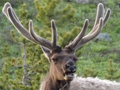 Yellowstone National Park