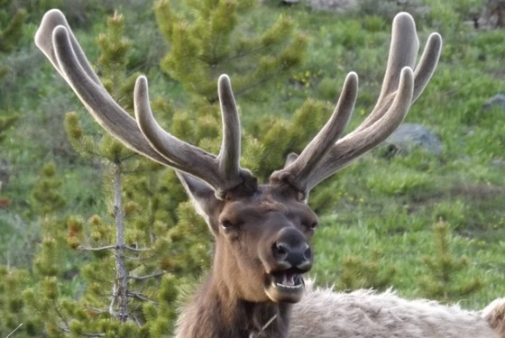 Yellowstone National Park