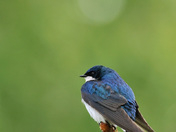 Tree Swallow on Spruce