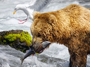 Katmai National Park