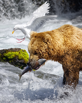 Katmai National Park
