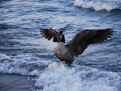 The Great Canadian Goose