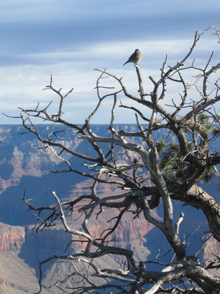 Grand Canyon National Park