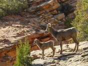Zion National Park