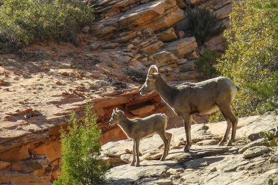 Zion National Park