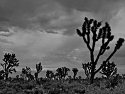 Wee Thump Joshua Tree Wilderness Area