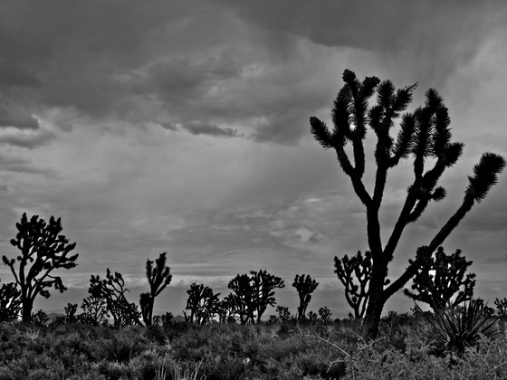 Wee Thump Joshua Tree Wilderness Area