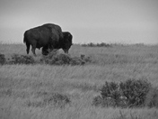 Theodore Roosevelt National Park