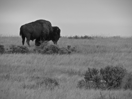 Theodore Roosevelt National Park