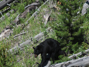 Yellowstone 