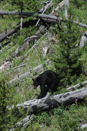 Yellowstone 