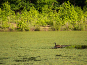  Patuxent Research Refuge