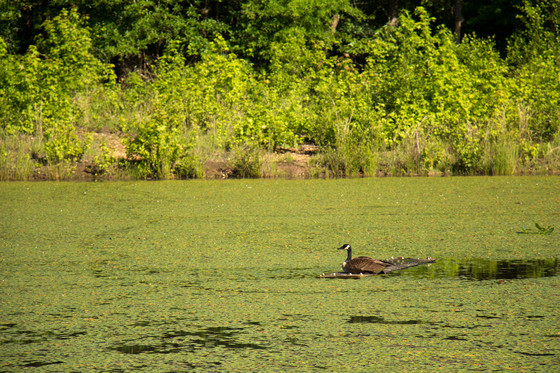  Patuxent Research Refuge