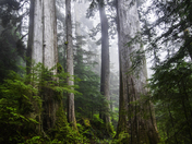 Mt. Baker- Snoqualmie National Forest