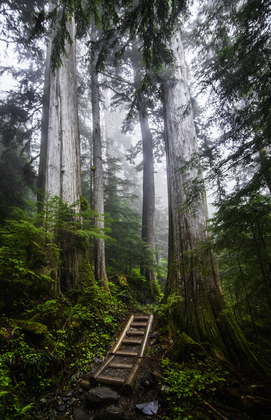 Mt. Baker- Snoqualmie National Forest