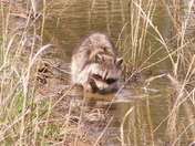 Patuxent Wildlife Research Refuge