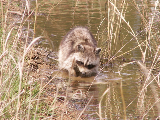 Patuxent Wildlife Research Refuge