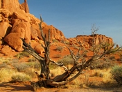Arches