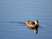 Miroir, Miroir, dis-moi qui est le plus beau...