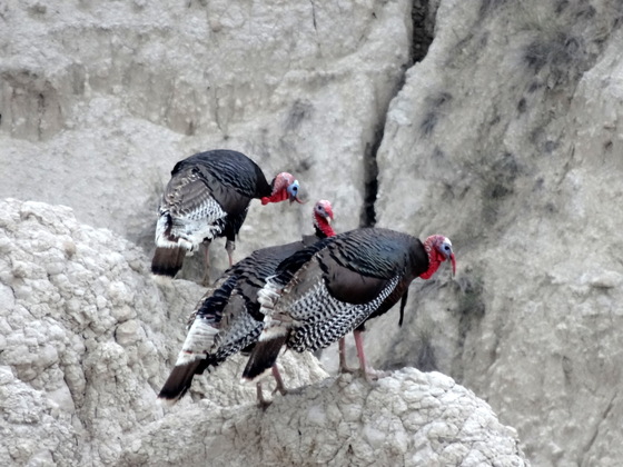 Badlands National Park