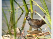 Sora (Porzana carolina)