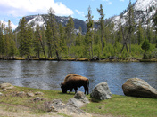 Yellowstone 