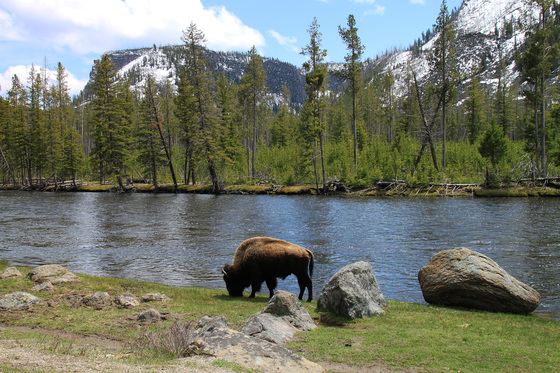 Yellowstone 