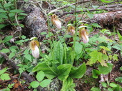 Lady Slippers