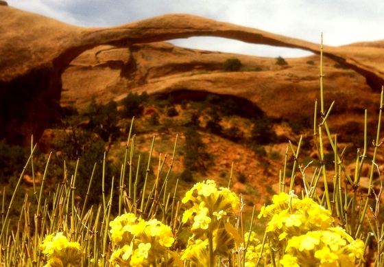 Arches