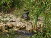 Big Cypress National Preserve