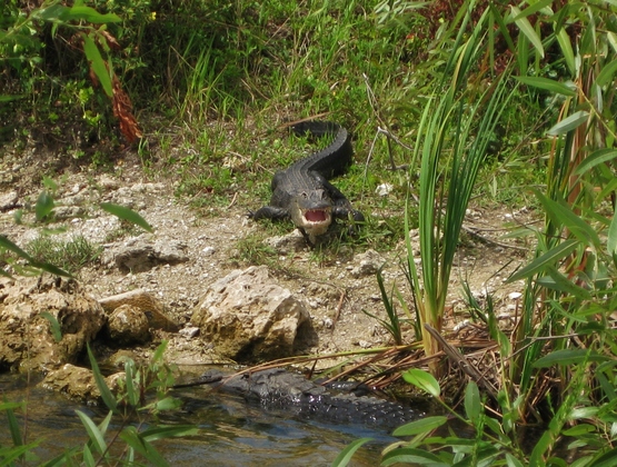 Big Cypress National Preserve