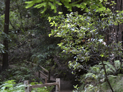 Muir woods national monument