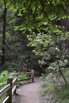 Muir woods national monument