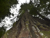 Muir woods national monument