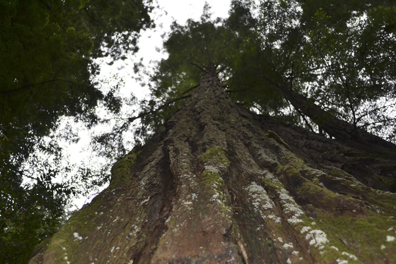 Muir woods national monument