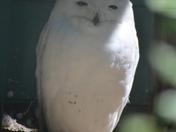 snowy owl