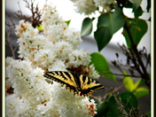 First Butterfly shot of the season