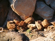 Petrified Forest National Park