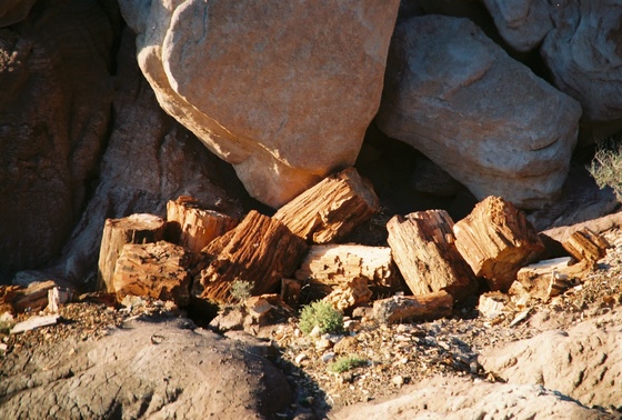 Petrified Forest National Park