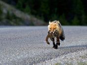 Bringing home the bacon, er, rodent