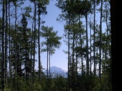 Wrangell St. Elias