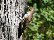 Northern Flicker