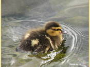 The leader of the pack 